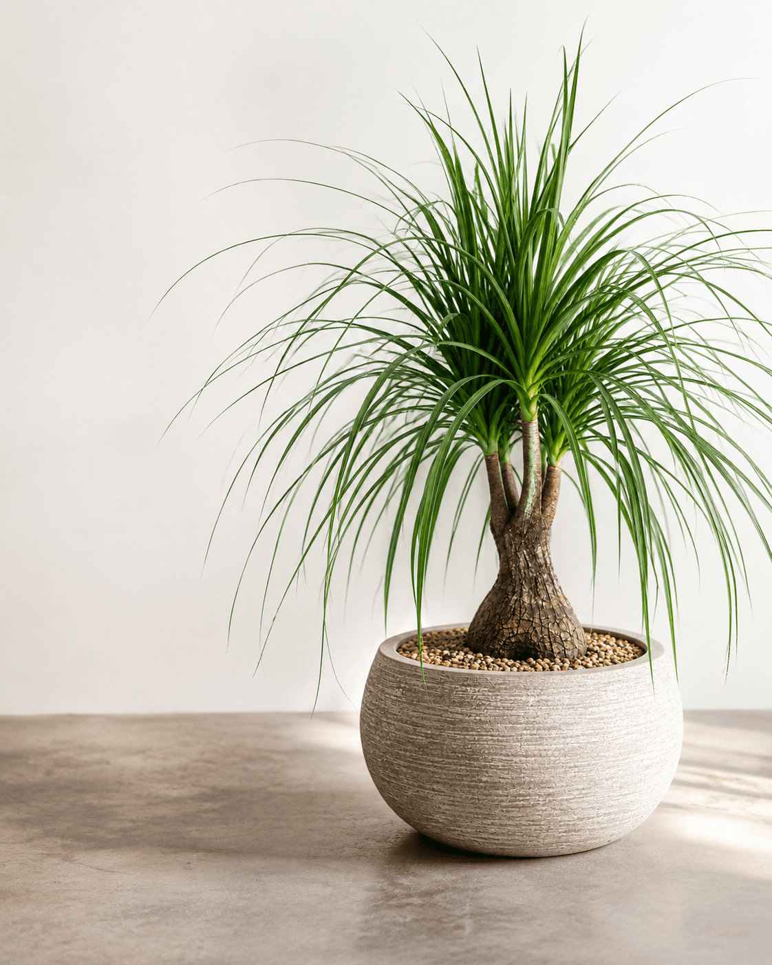 Sculptural specimen plant in a stone planter