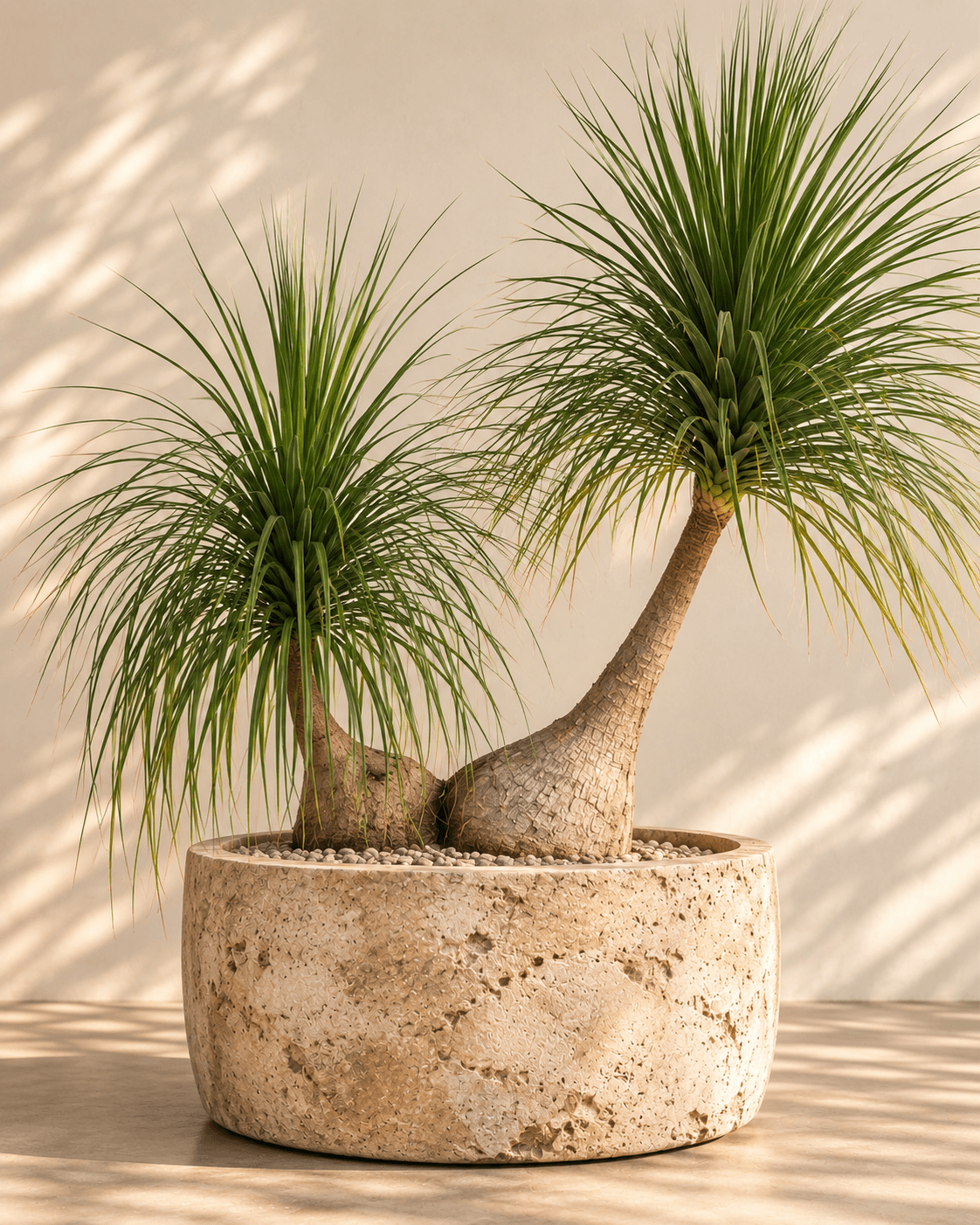 Sculptural specimen plant in a stone planter