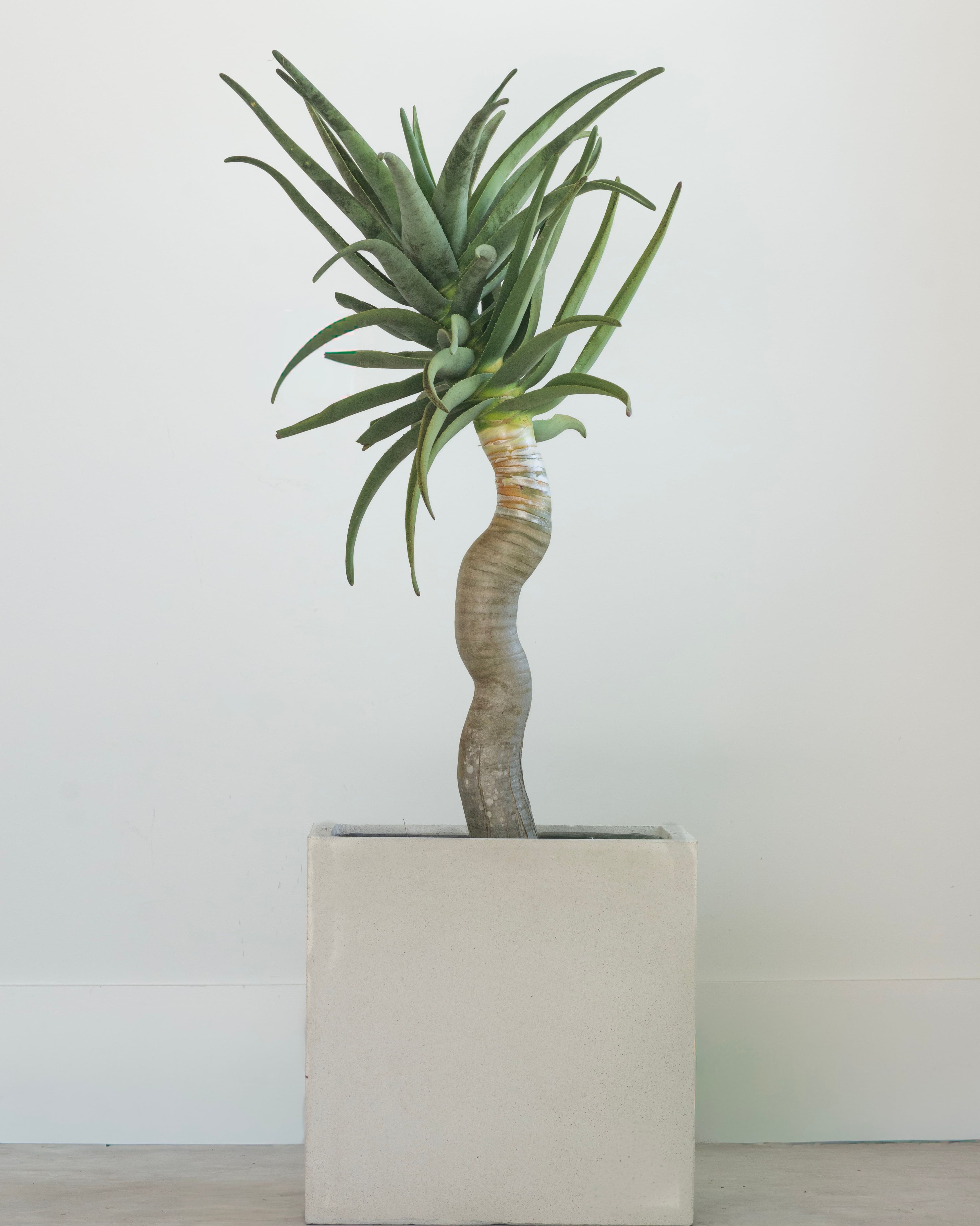 Aloe ‘Hercules’