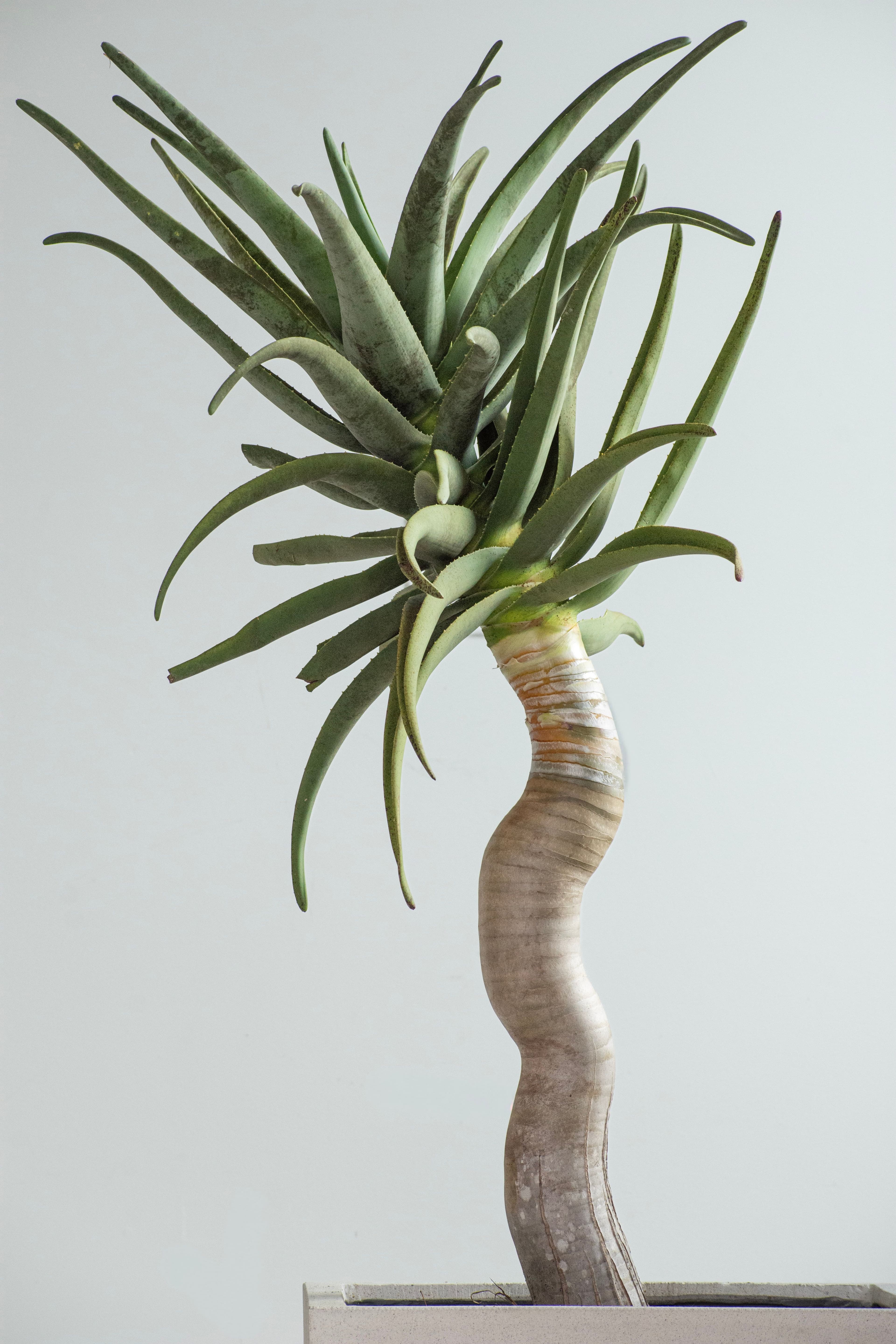 Aloe Hercules