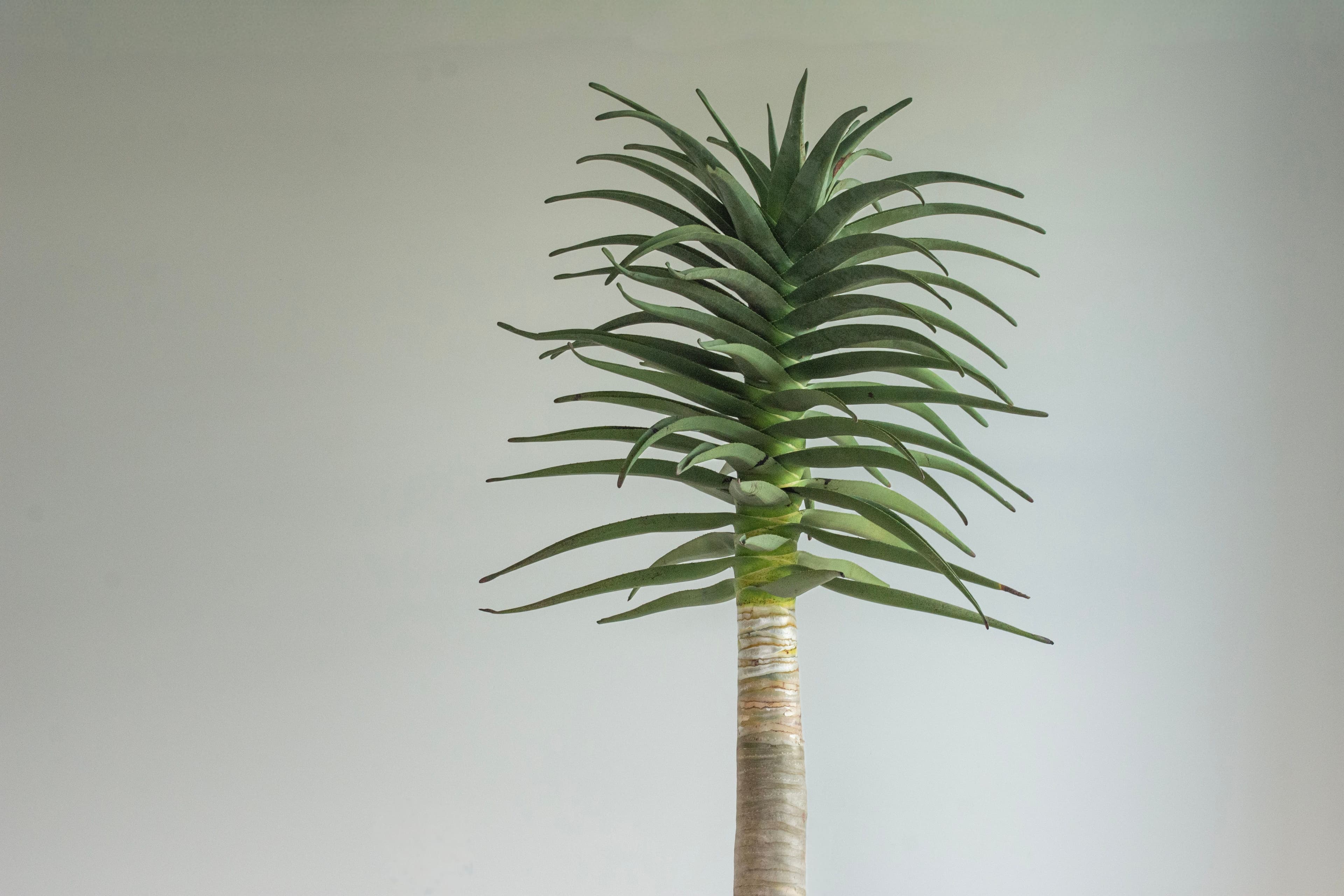 Tree Aloe ‘Hercules’