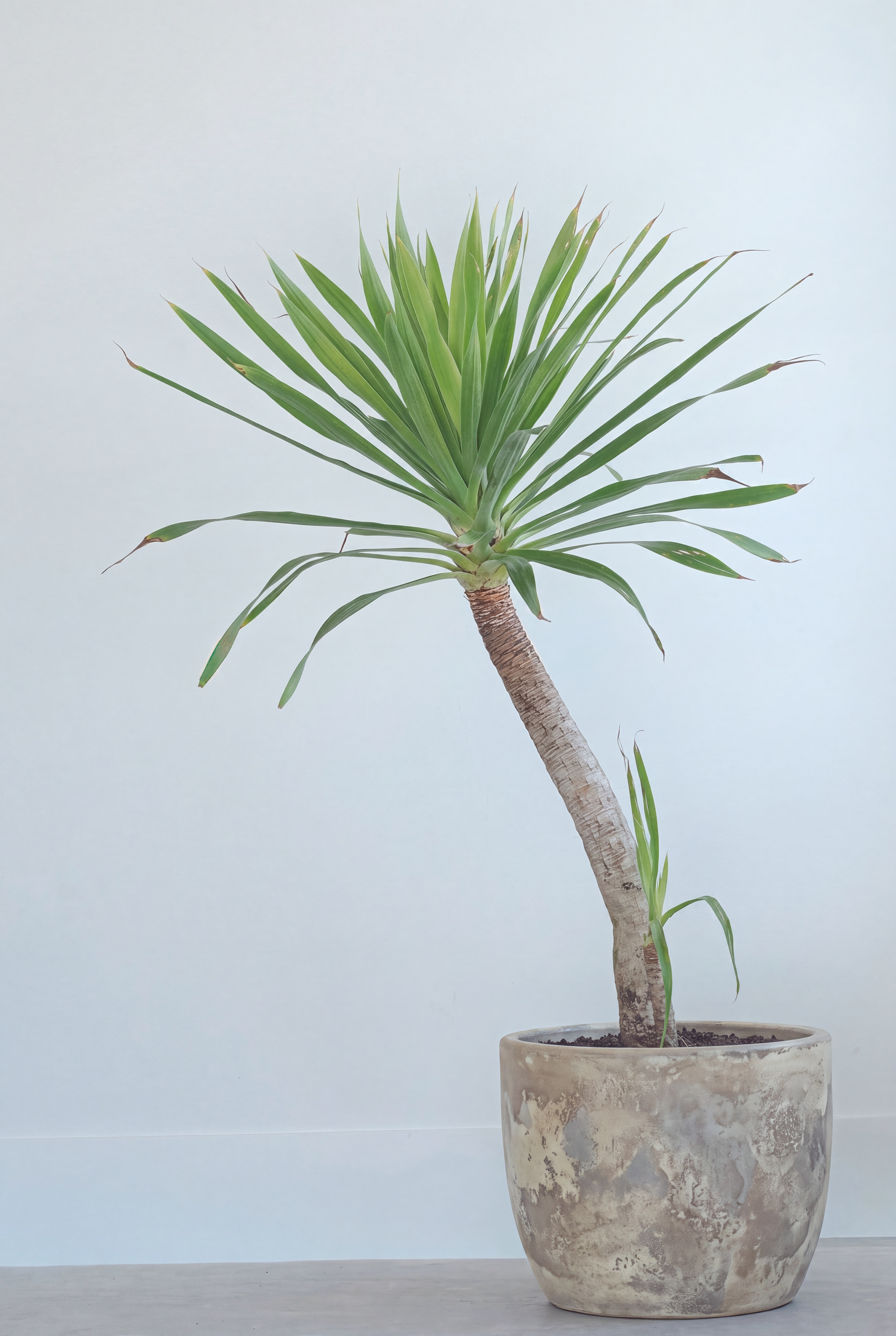 Dracaena Arborea