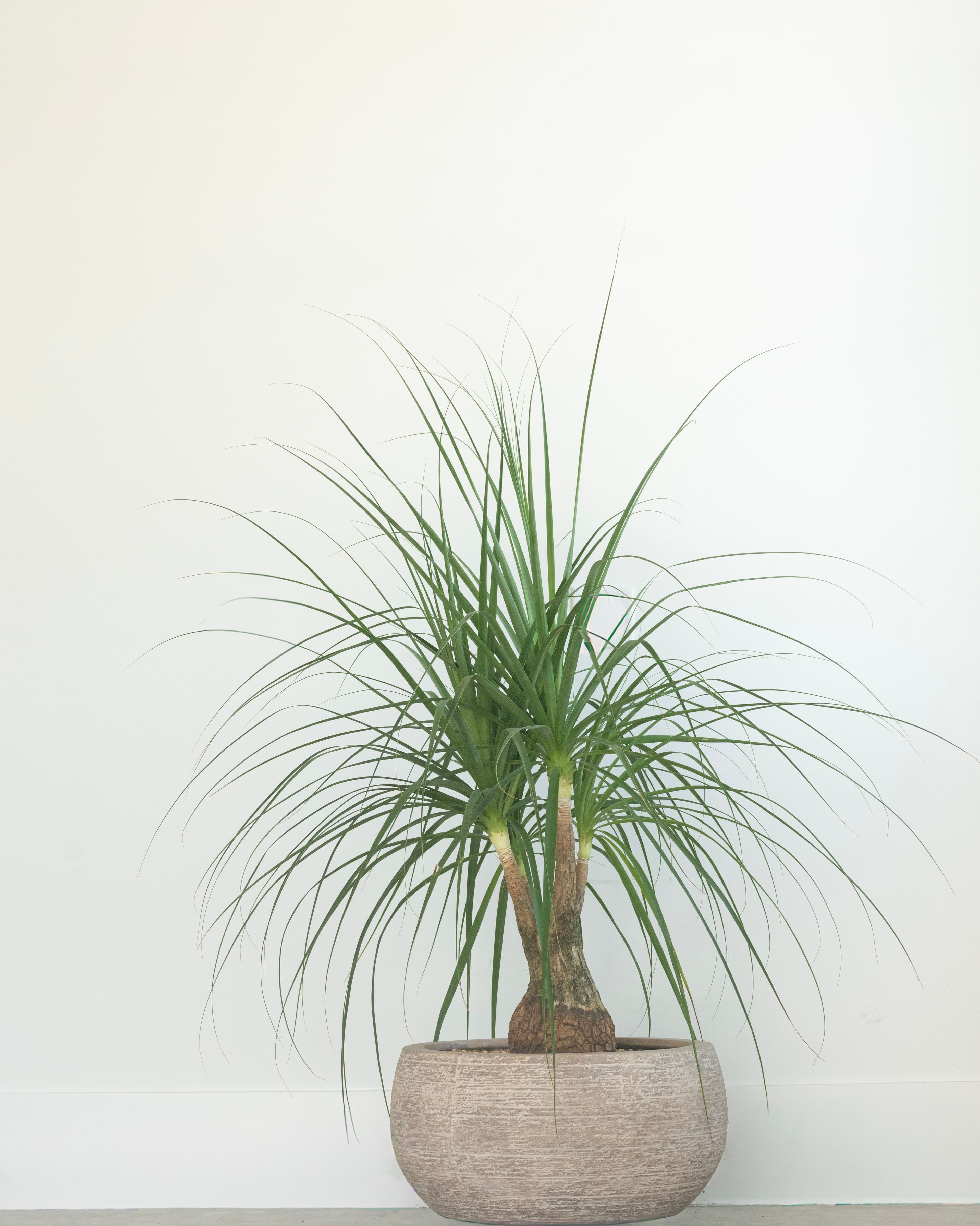Ponytail Palm