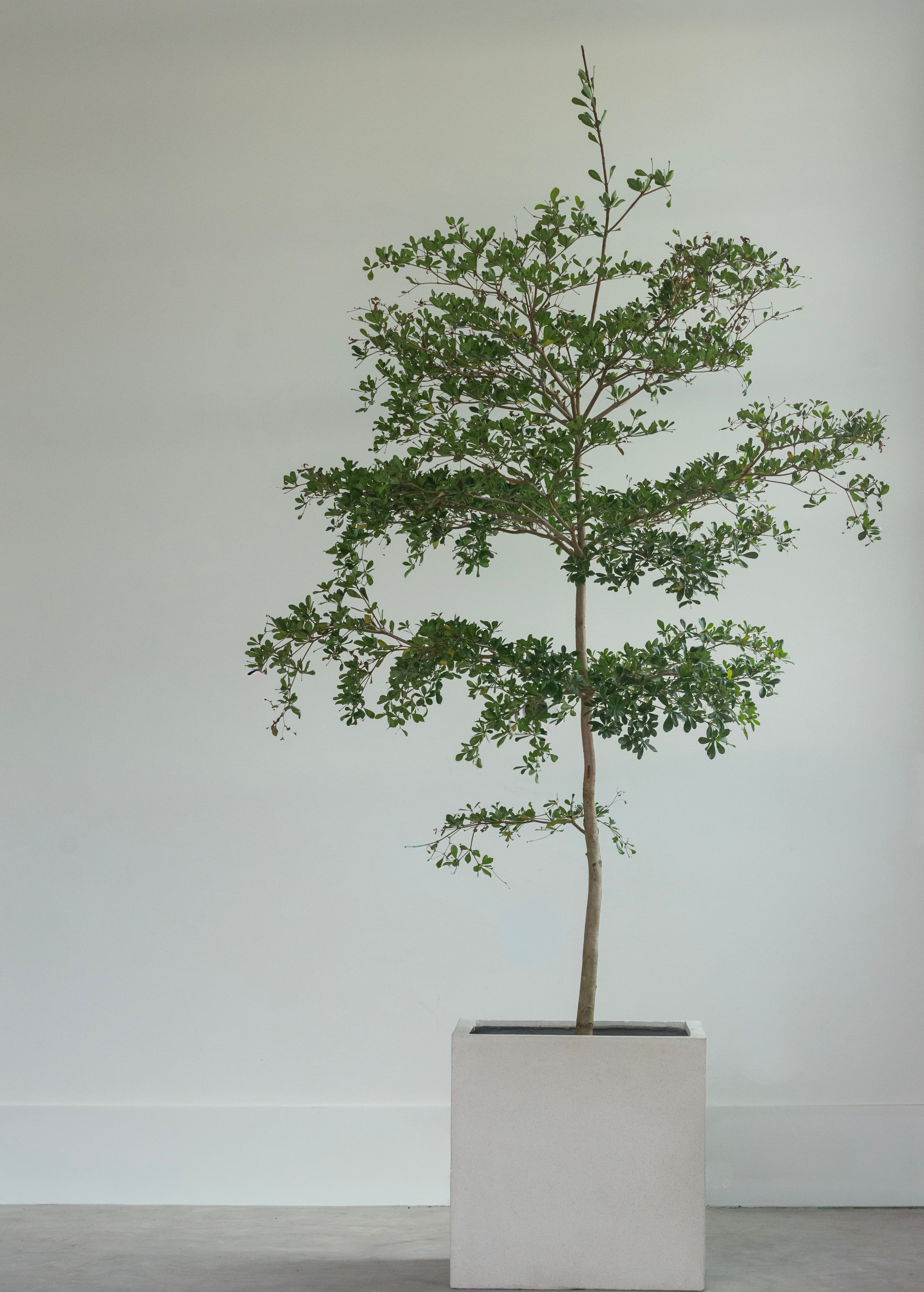 Shady Lady Black Olive