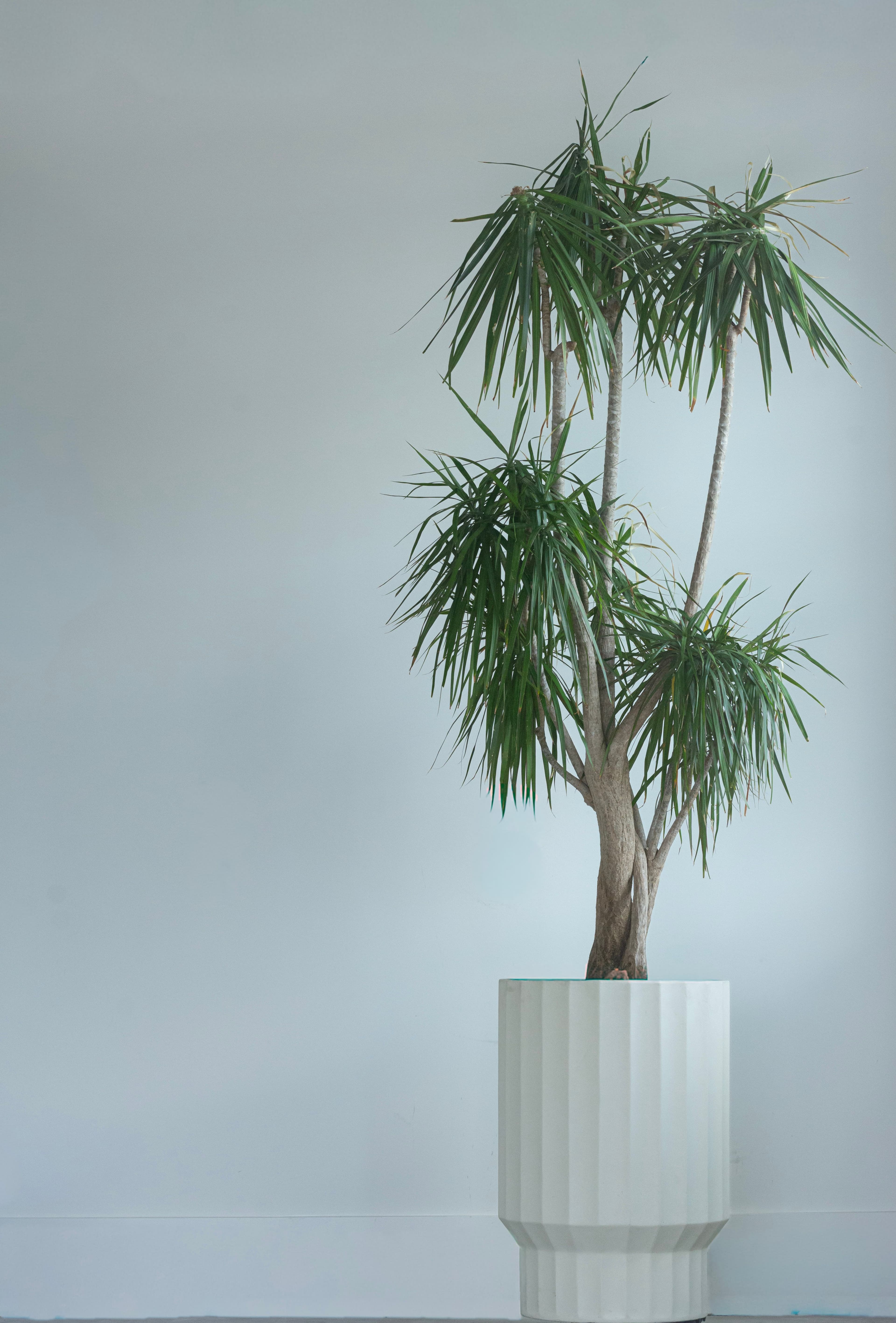 Dracaena Marginata