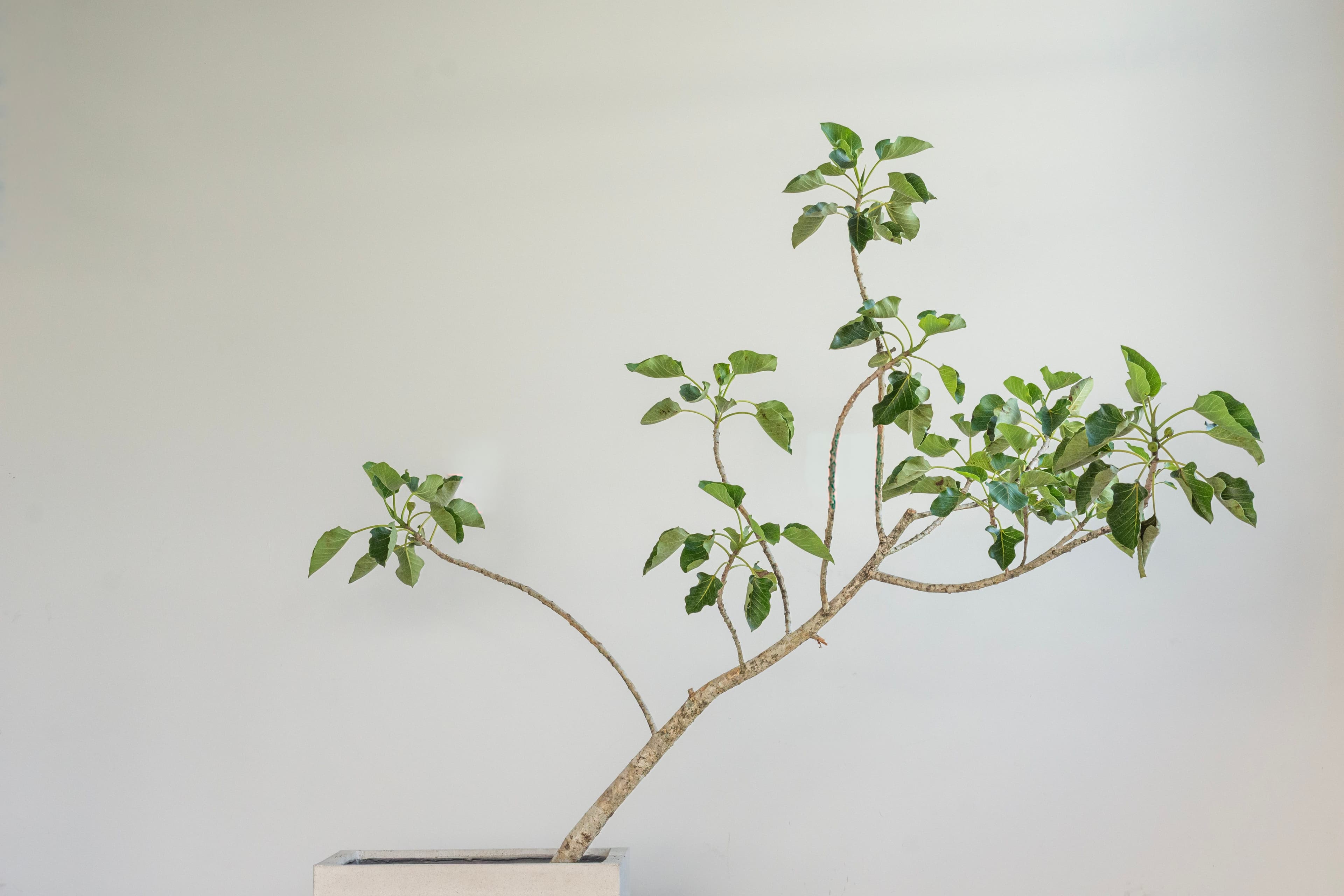 Rock Fig