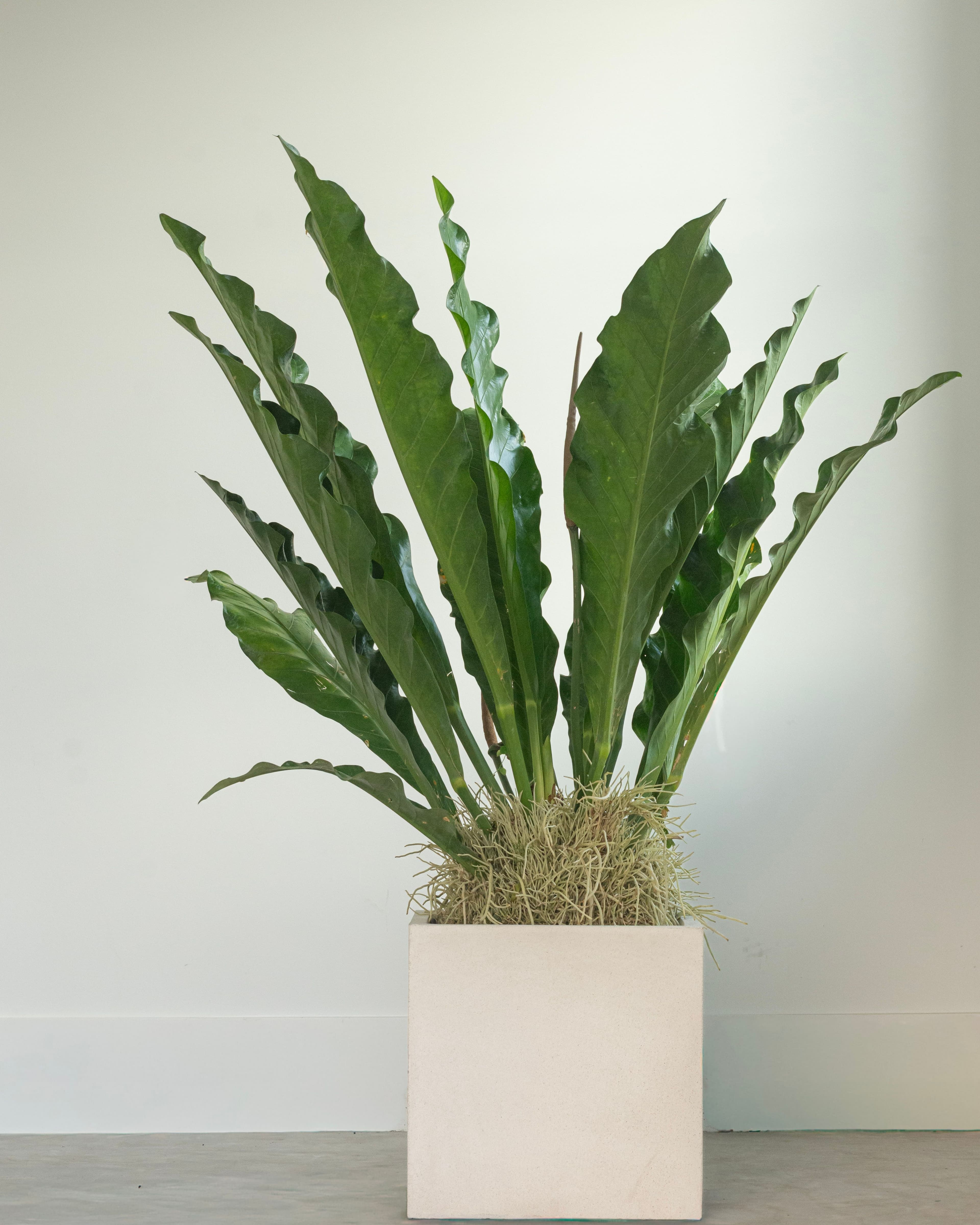 Anthurium Plowmanii
