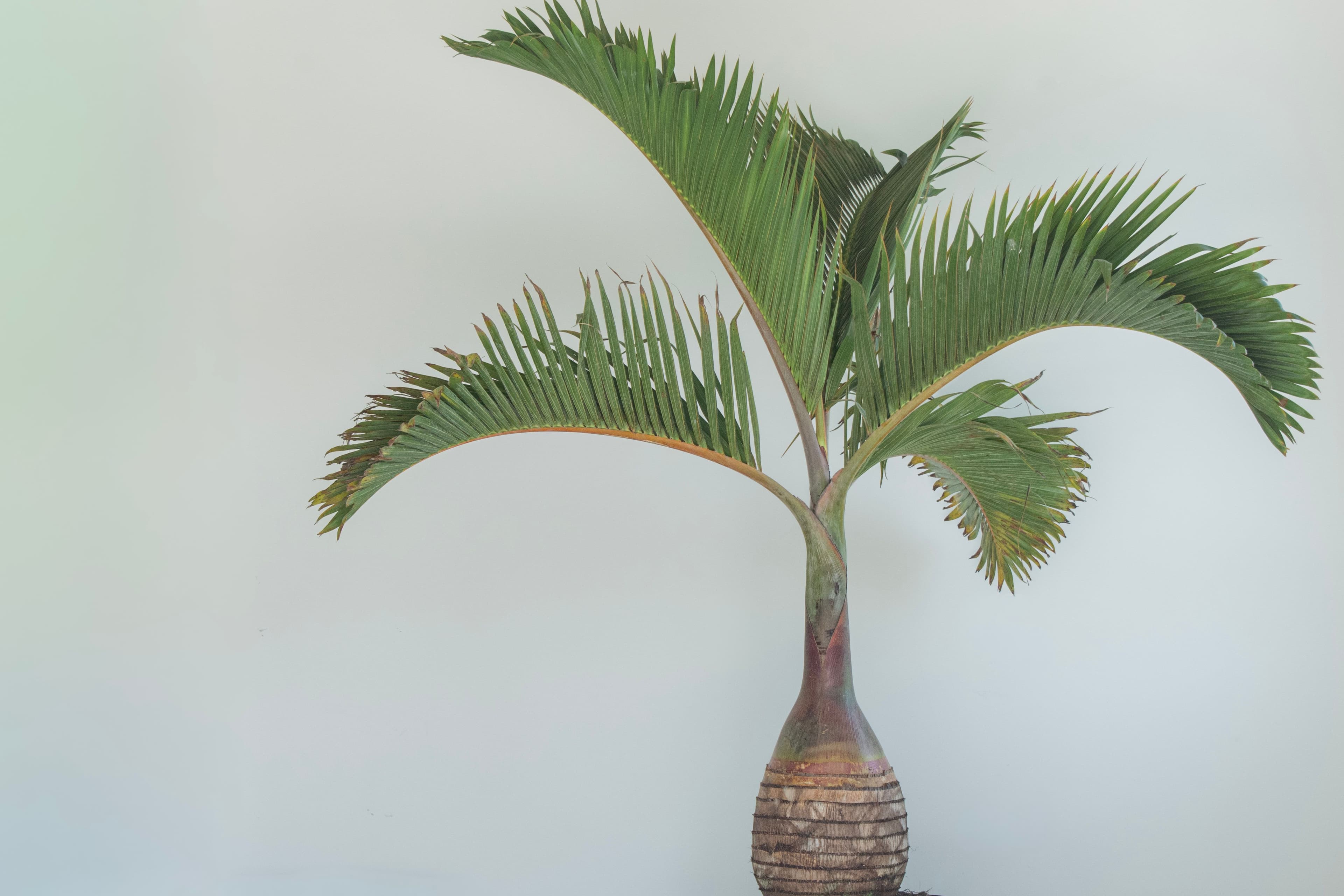 Bottle Palm