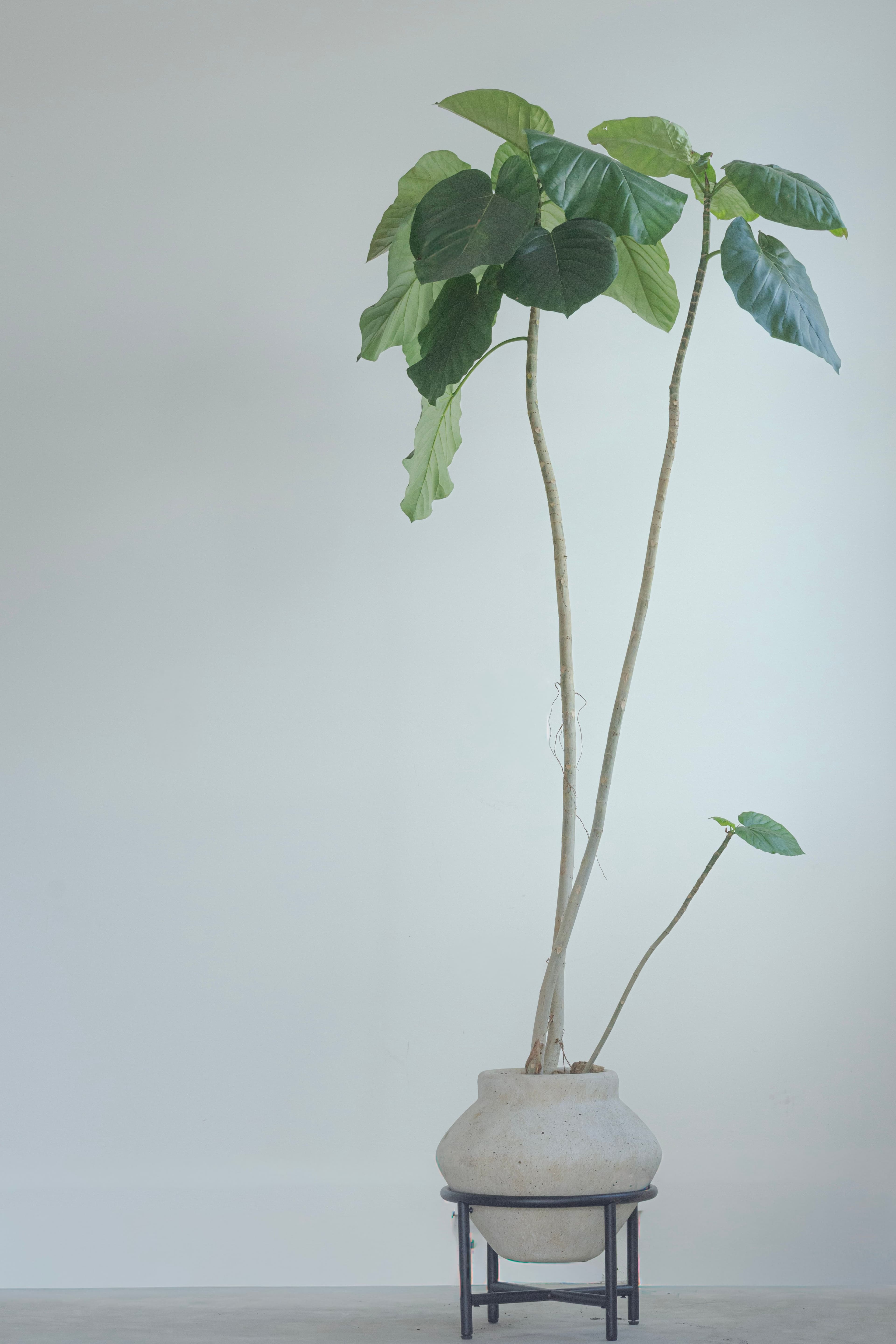 Ficus Umbellata