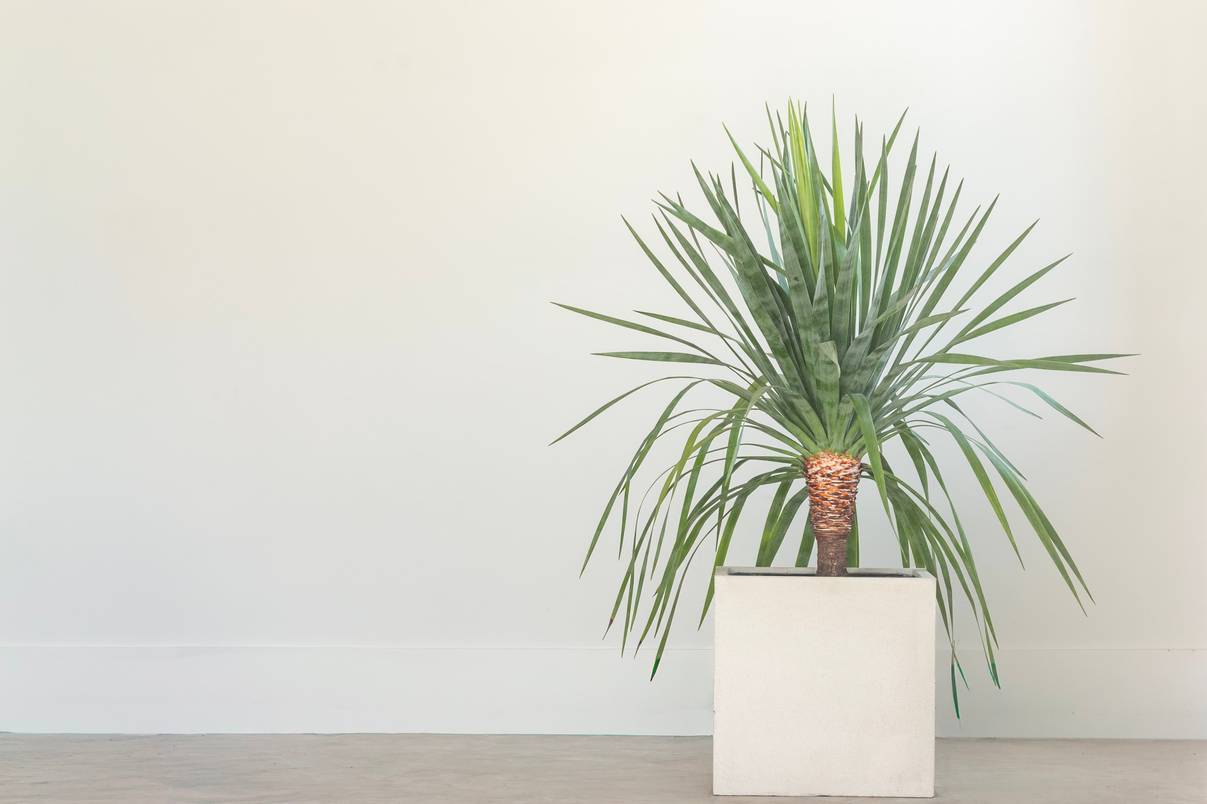 Dracaena Draco