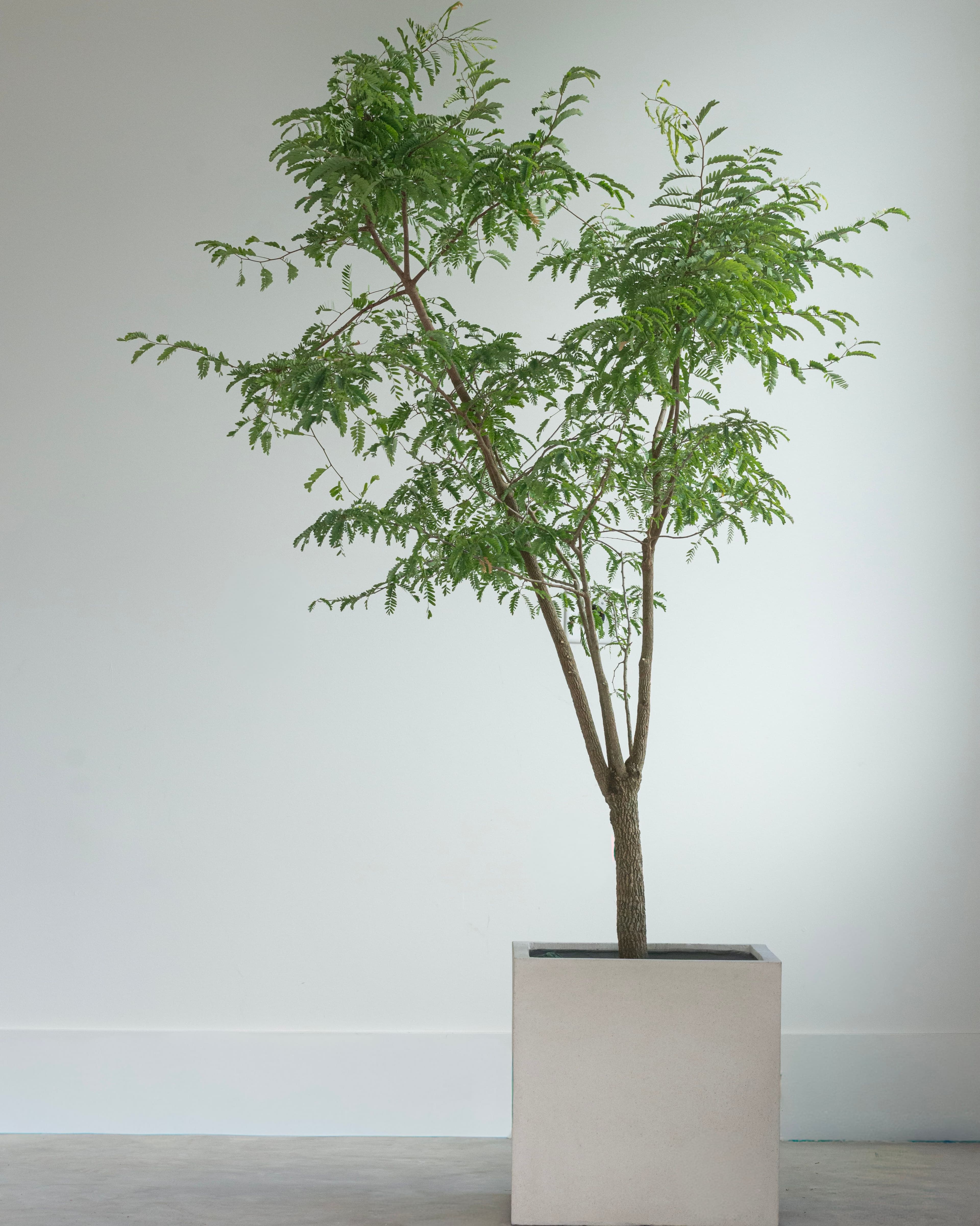Tamarind